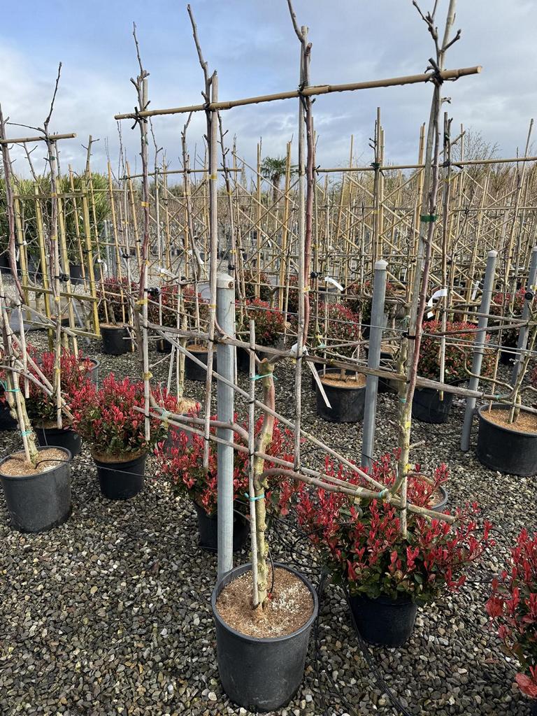 Malus domestica 'Gloster'
