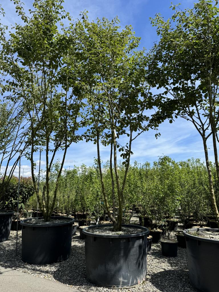 Hamamelis intermedia (x) 'Westerstede'