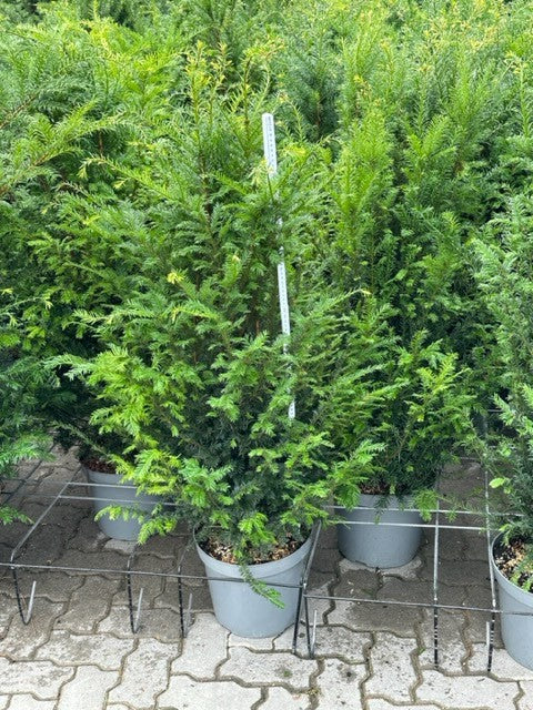 Taxus baccata