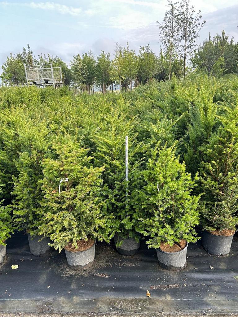 Taxus baccata