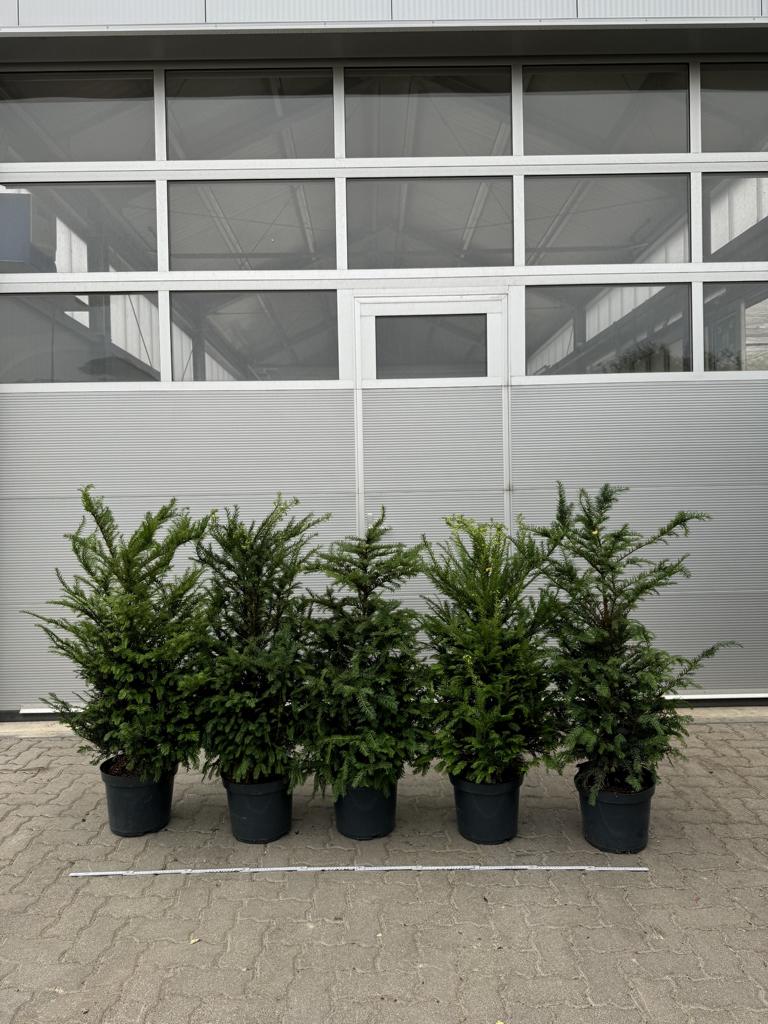 Taxus baccata