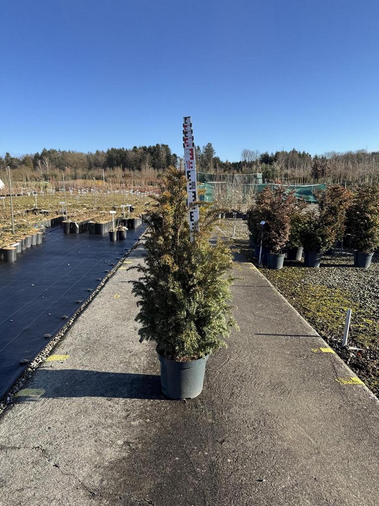 Taxus baccata