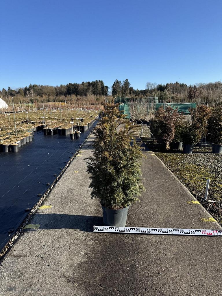 Taxus baccata