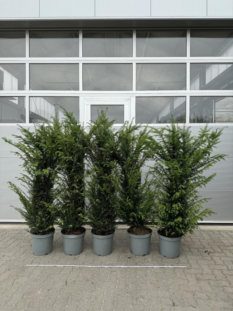 Taxus baccata