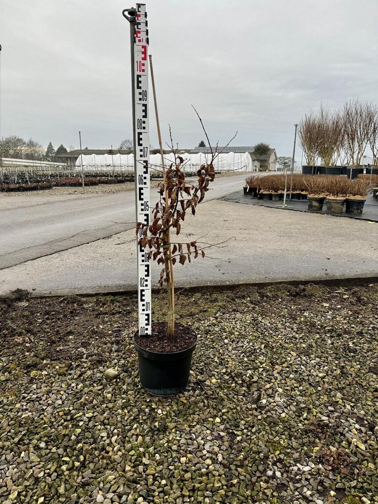 Carpinus betulus