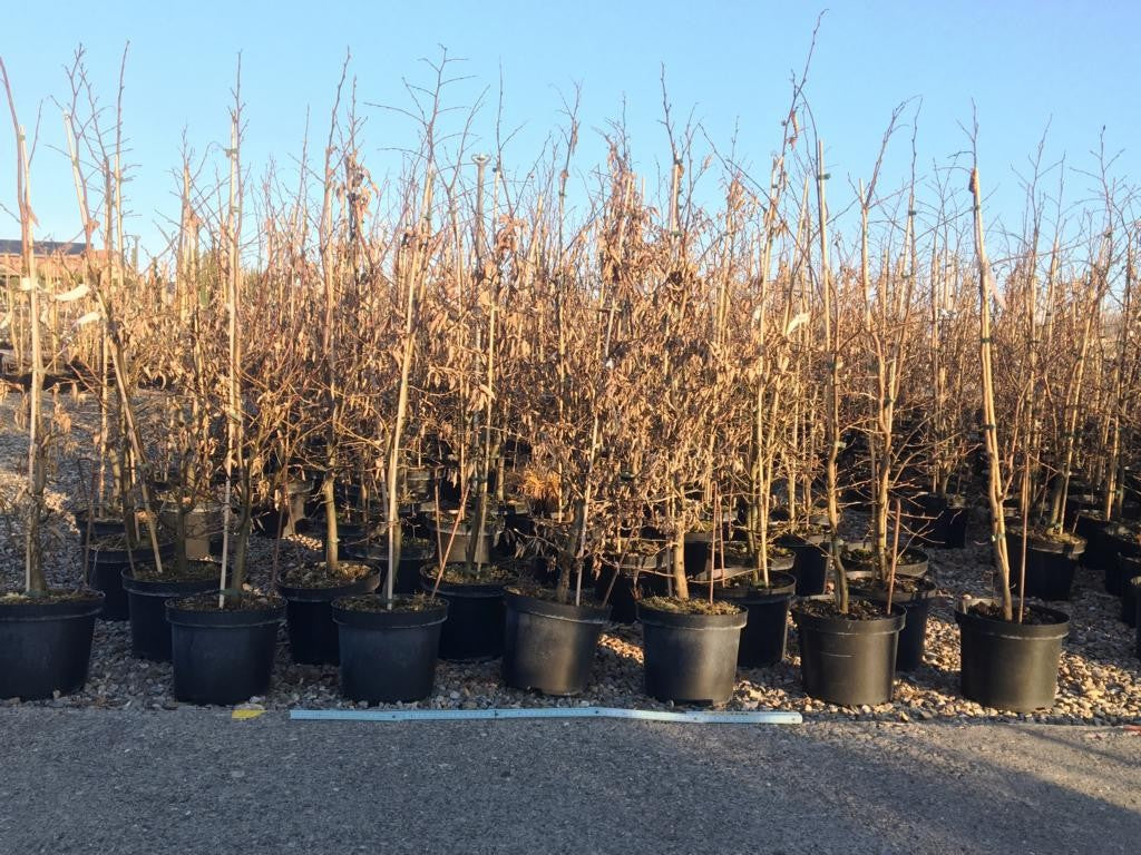 Carpinus betulus