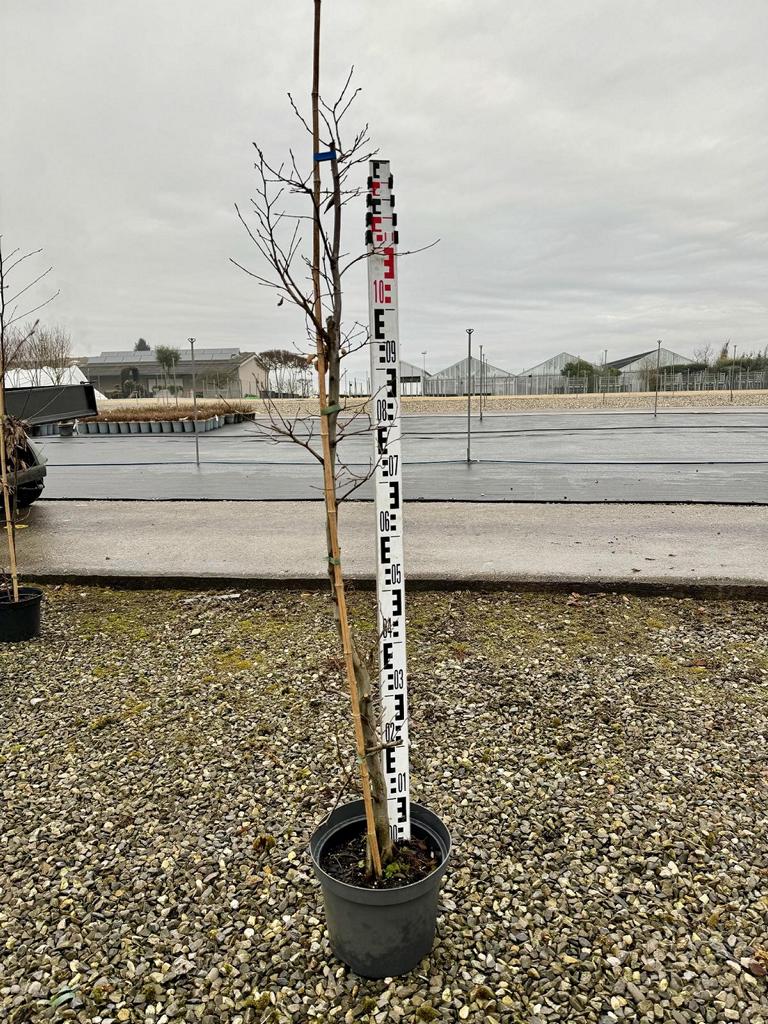 Carpinus betulus