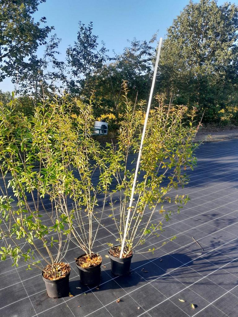 Ligustrum vulgare 'Atrovirens'