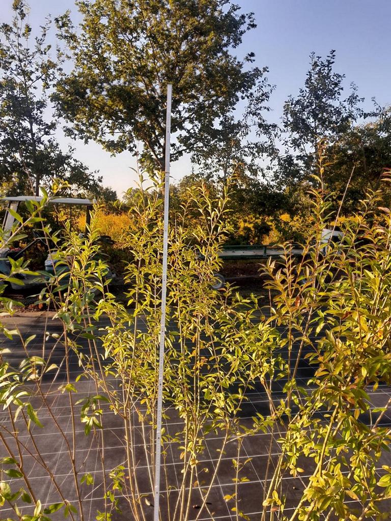 Ligustrum vulgare 'Atrovirens'