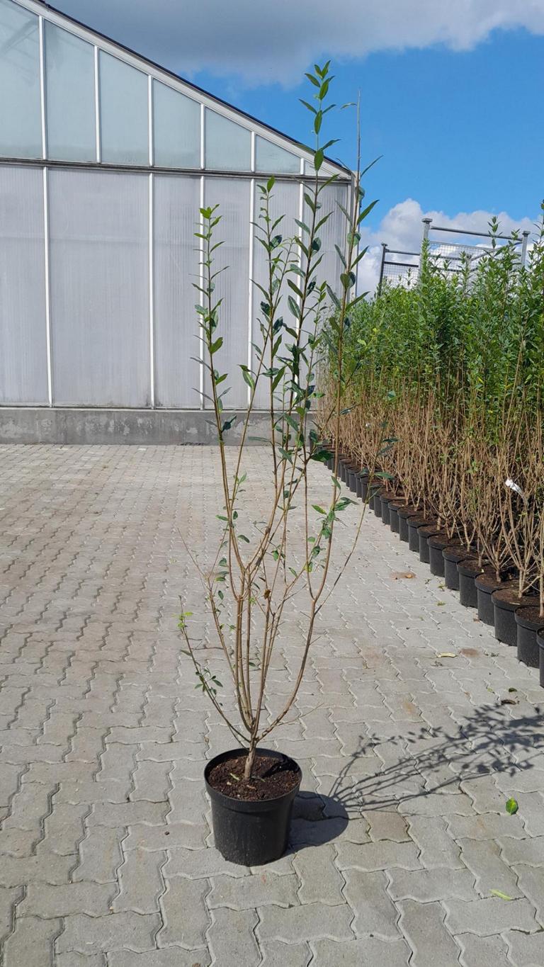 Ligustrum vulgare 'Atrovirens'