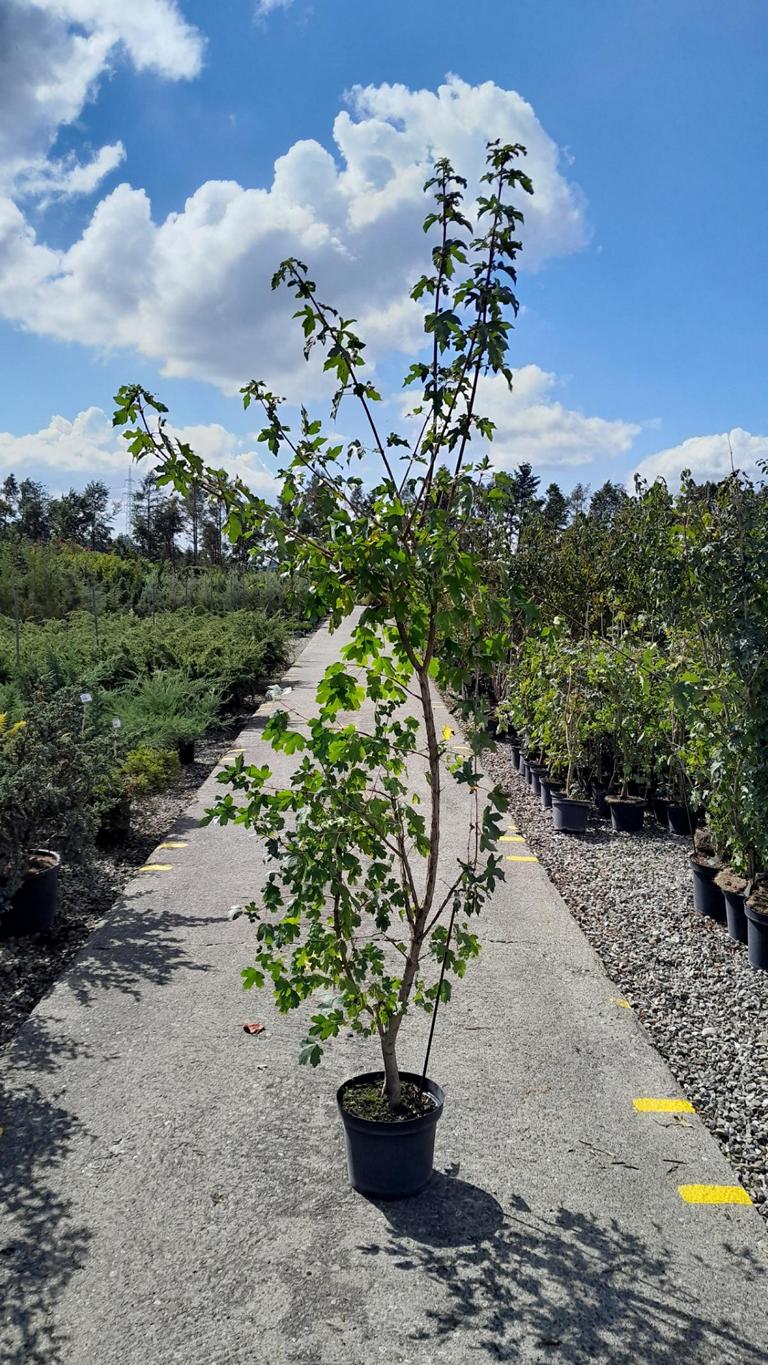 Acer campestre