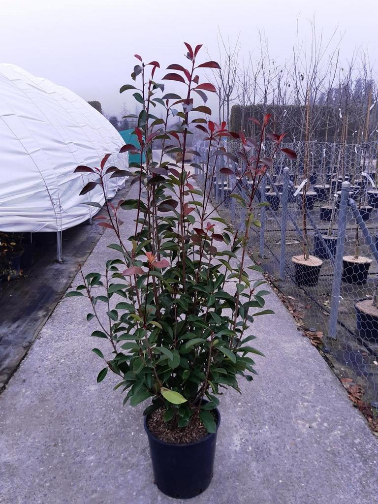 Photinia fraseri (x) 'Red Robin'