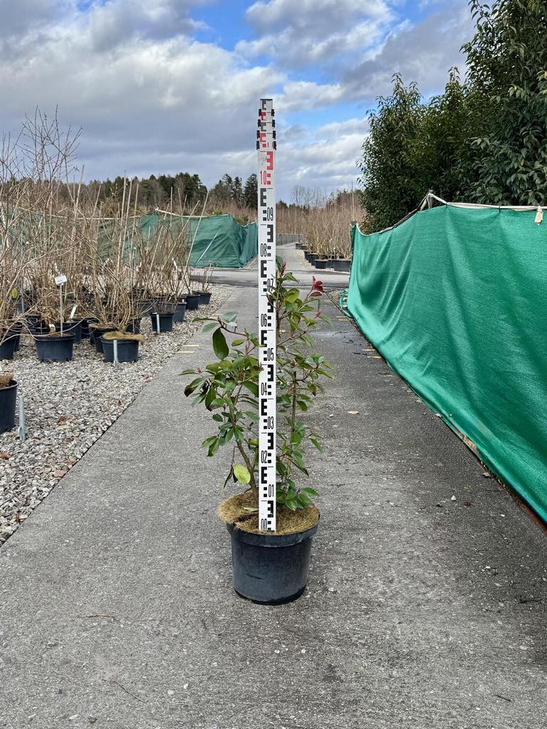 Photinia fraseri (x) 'Red Robin'