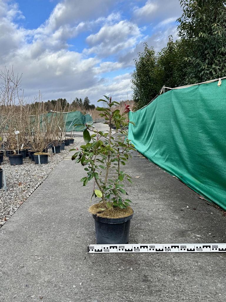 Photinia fraseri (x) 'Red Robin'