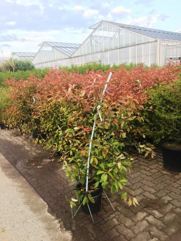 Photinia fraseri (x) 'Red Robin'