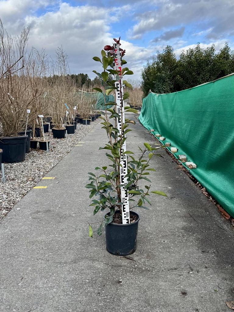 Photinia fraseri (x) 'Red Robin'