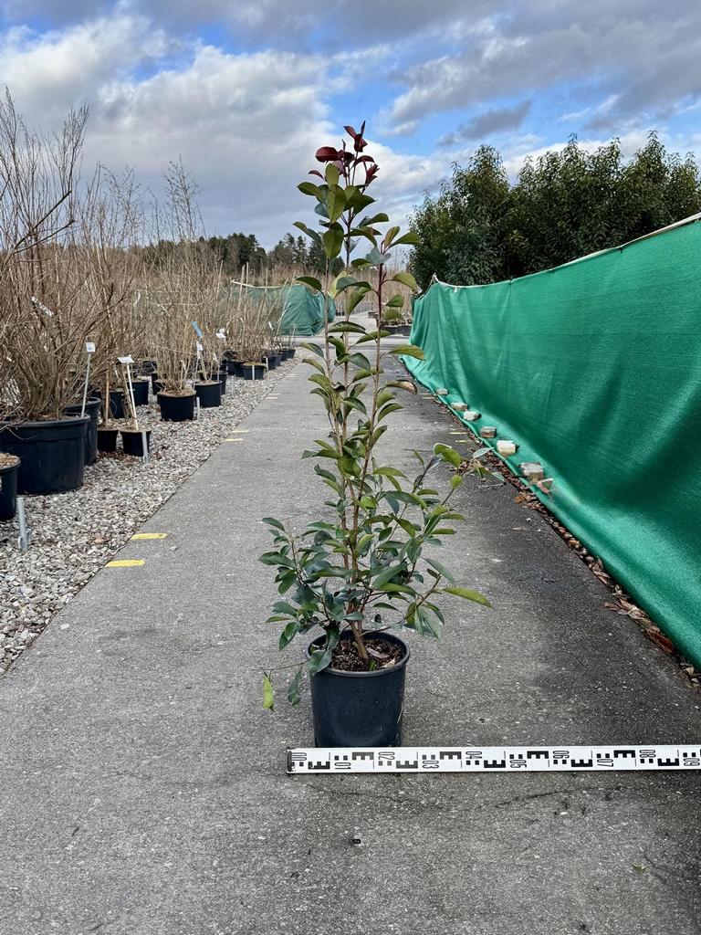 Photinia fraseri (x) 'Red Robin'
