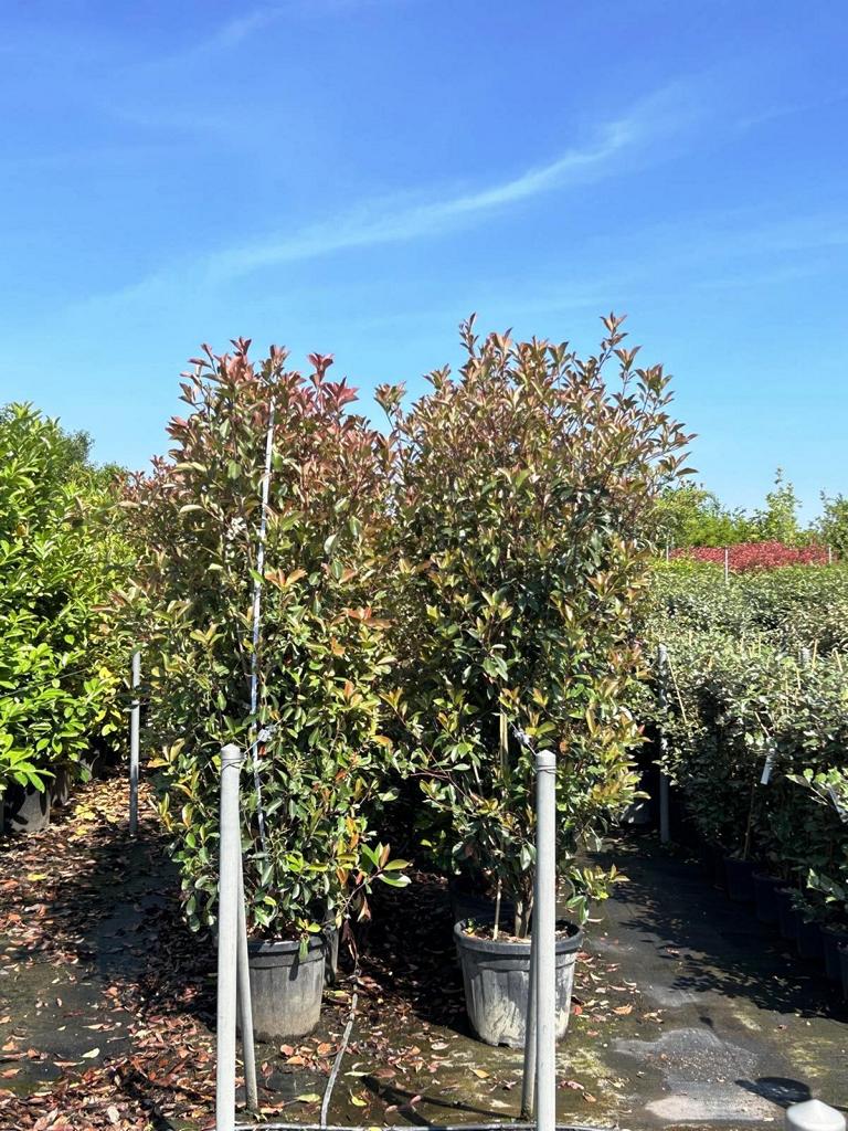 Photinia fraseri (x) 'Red Robin'