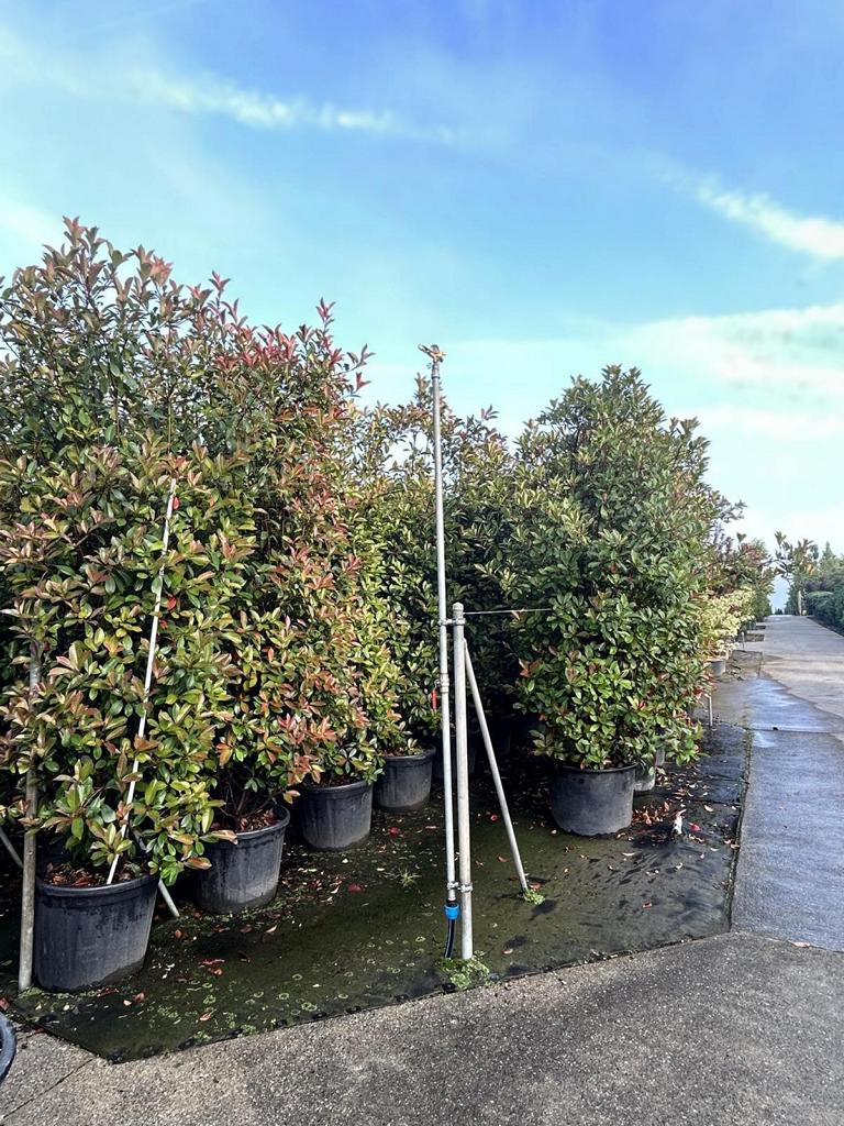 Photinia fraseri (x) 'Red Robin'