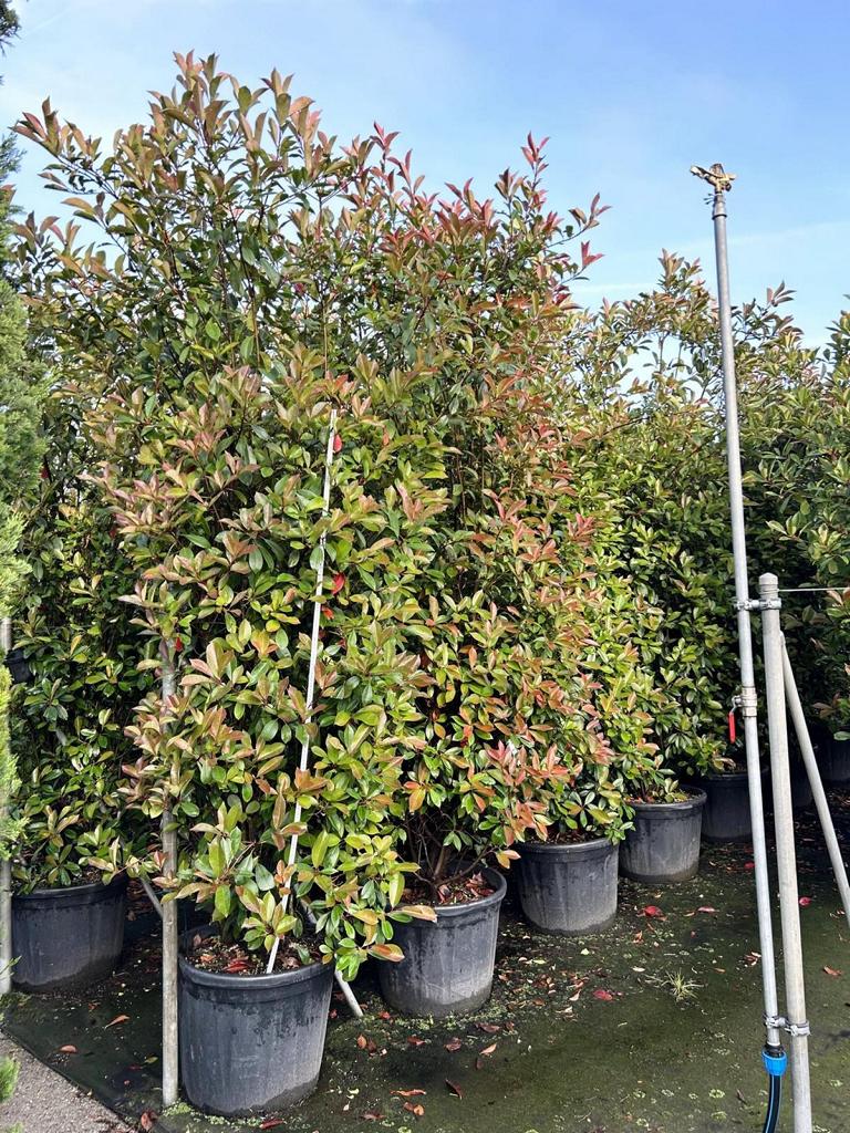 Photinia fraseri (x) 'Red Robin'