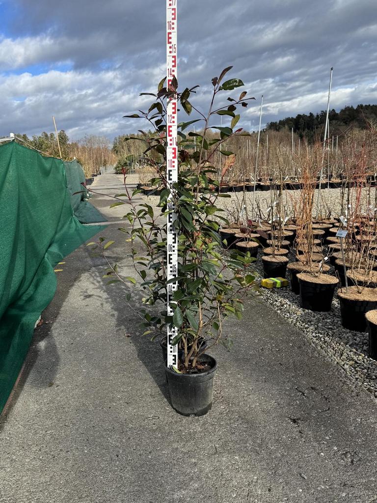 Photinia fraseri (x) 'Red Robin'