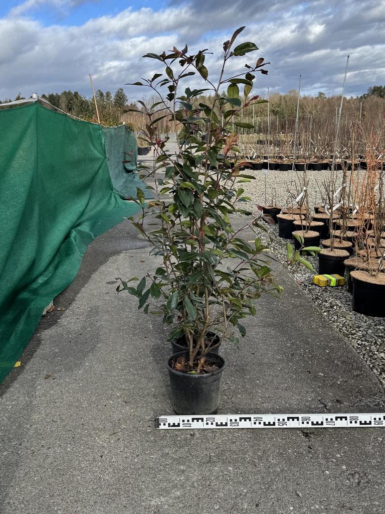 Photinia fraseri (x) 'Red Robin'