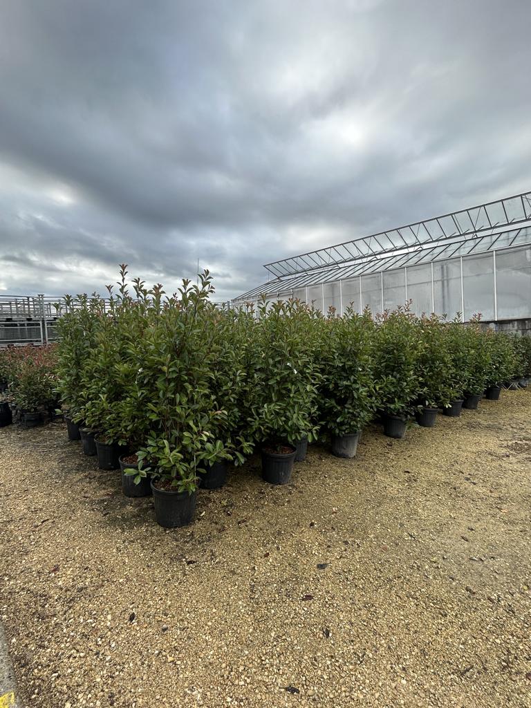 Photinia fraseri (x) 'Red Robin'