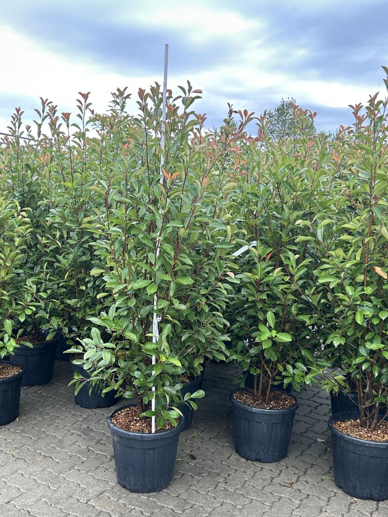 Photinia fraseri (x) 'Red Robin'
