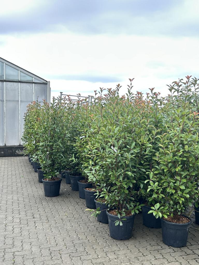 Photinia fraseri (x) 'Red Robin'