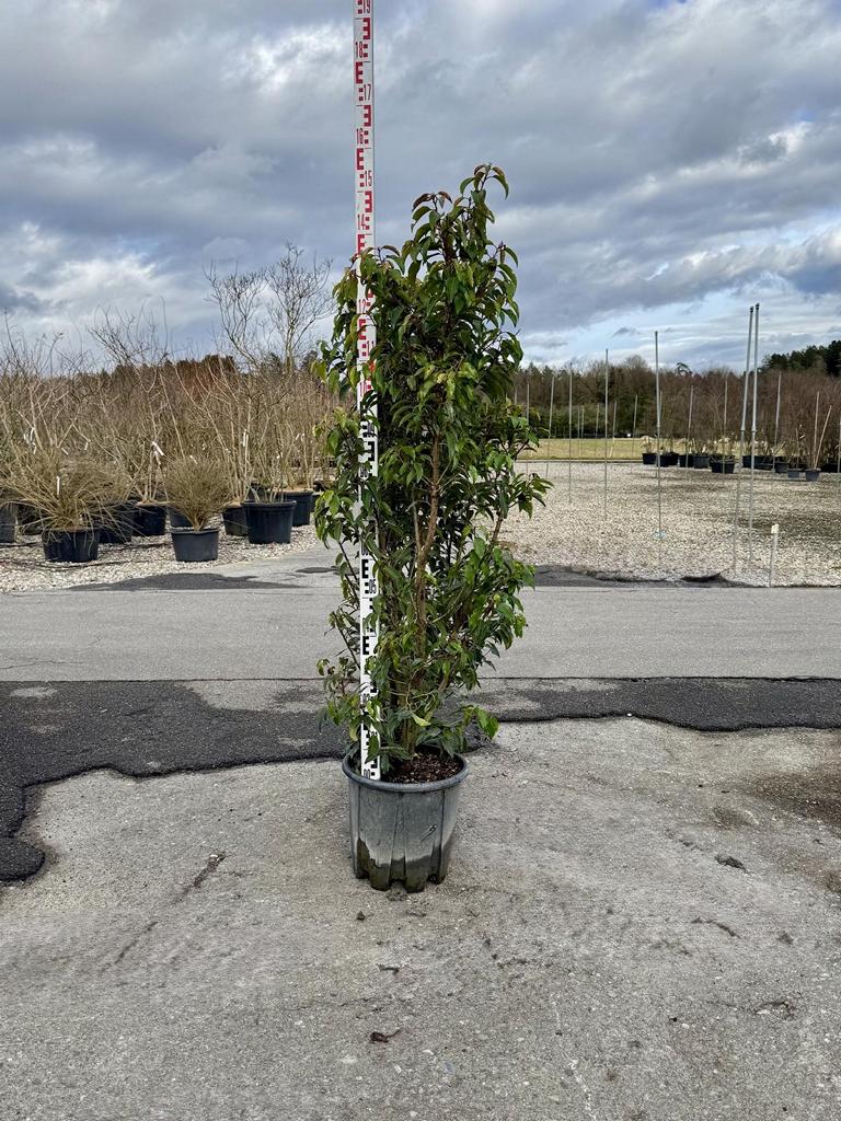 Prunus lusitanica 'Angustifolia'