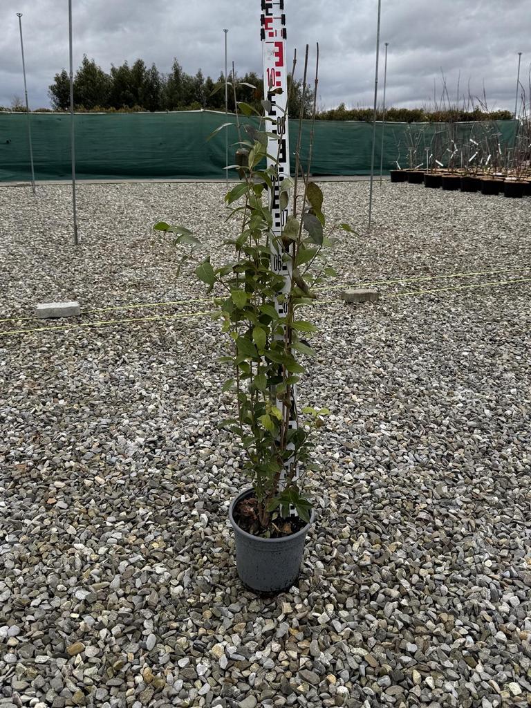 Ligustrum ovalifolium