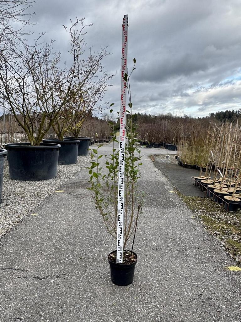 Ligustrum ovalifolium