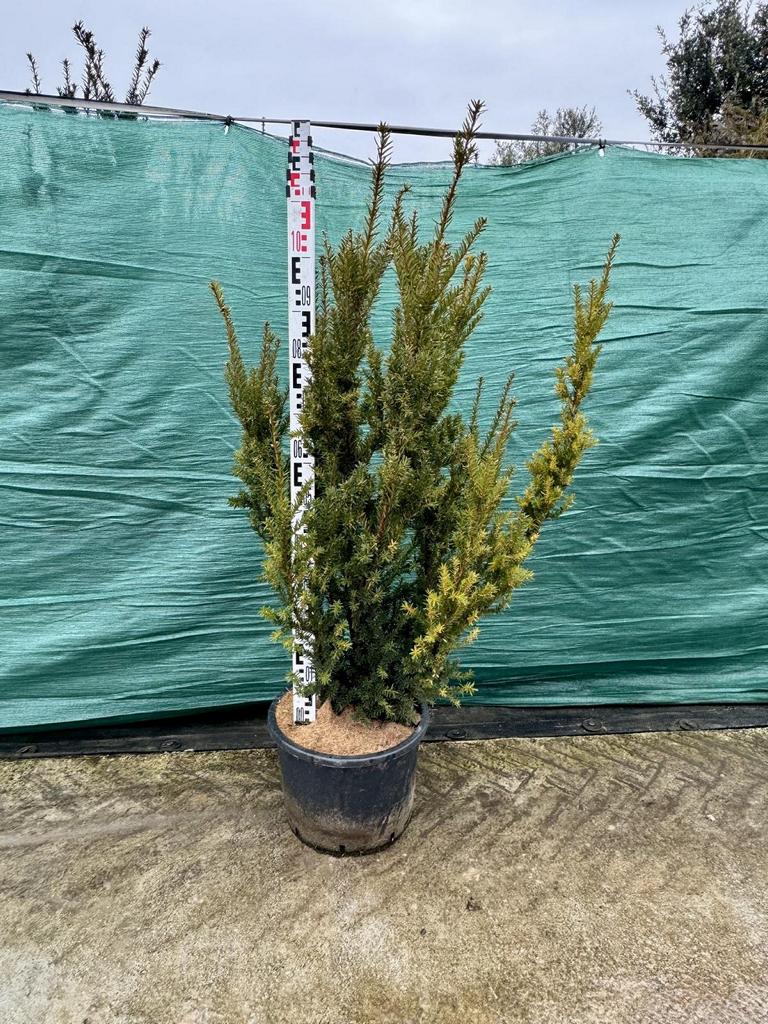 Taxus media (x) 'Hillii'