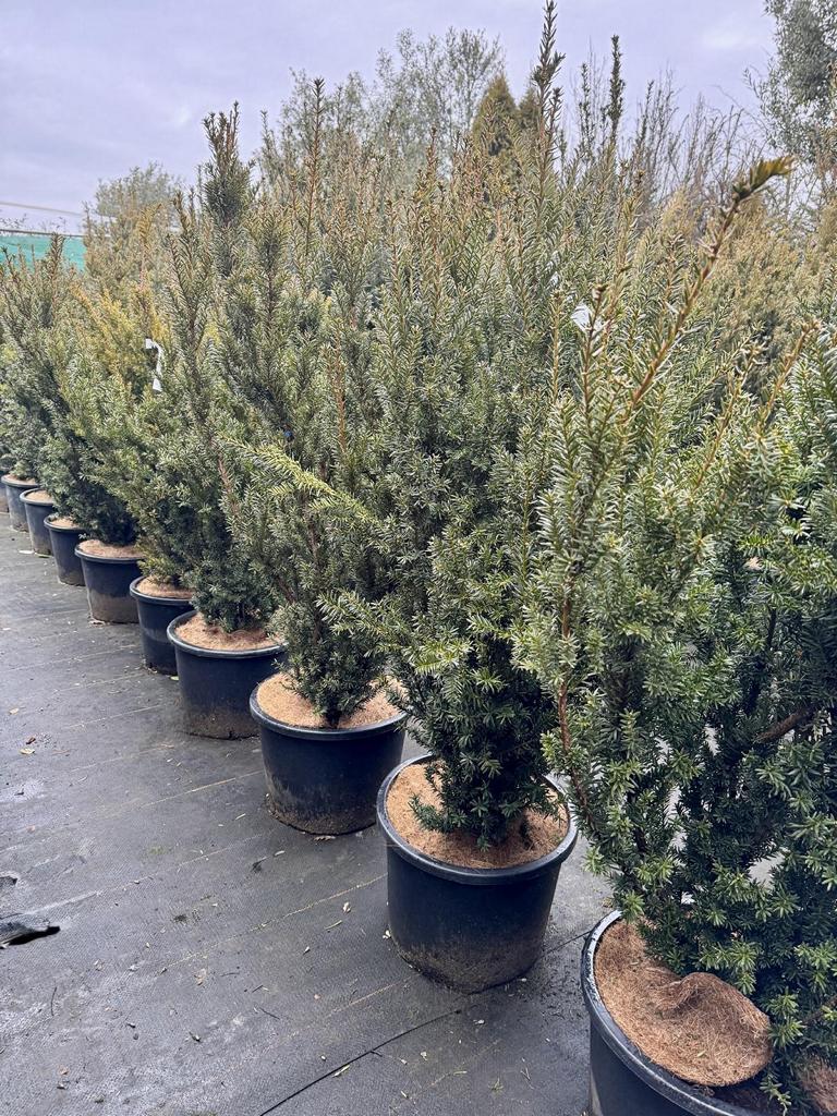 Taxus media (x) 'Hillii'