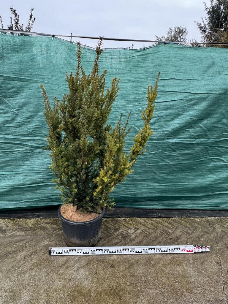 Taxus media (x) 'Hillii'