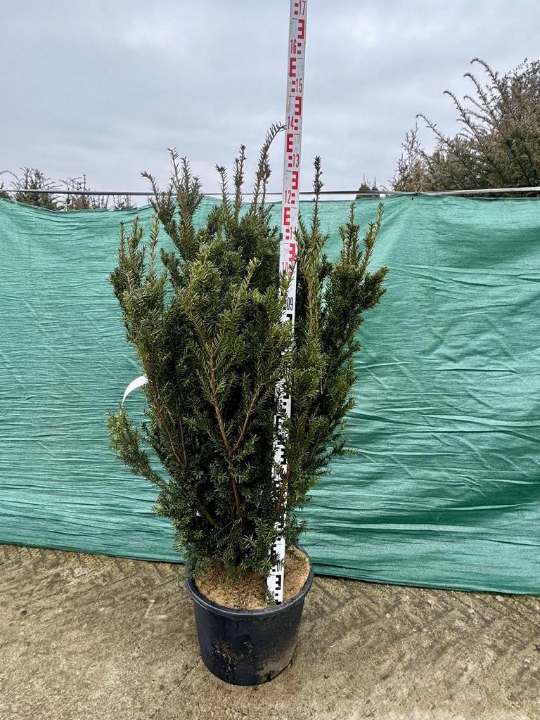 Taxus media (x) 'Hillii'