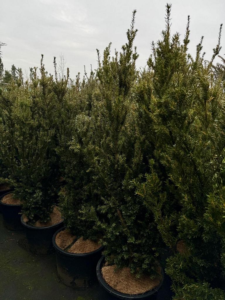 Taxus media (x) 'Hillii'