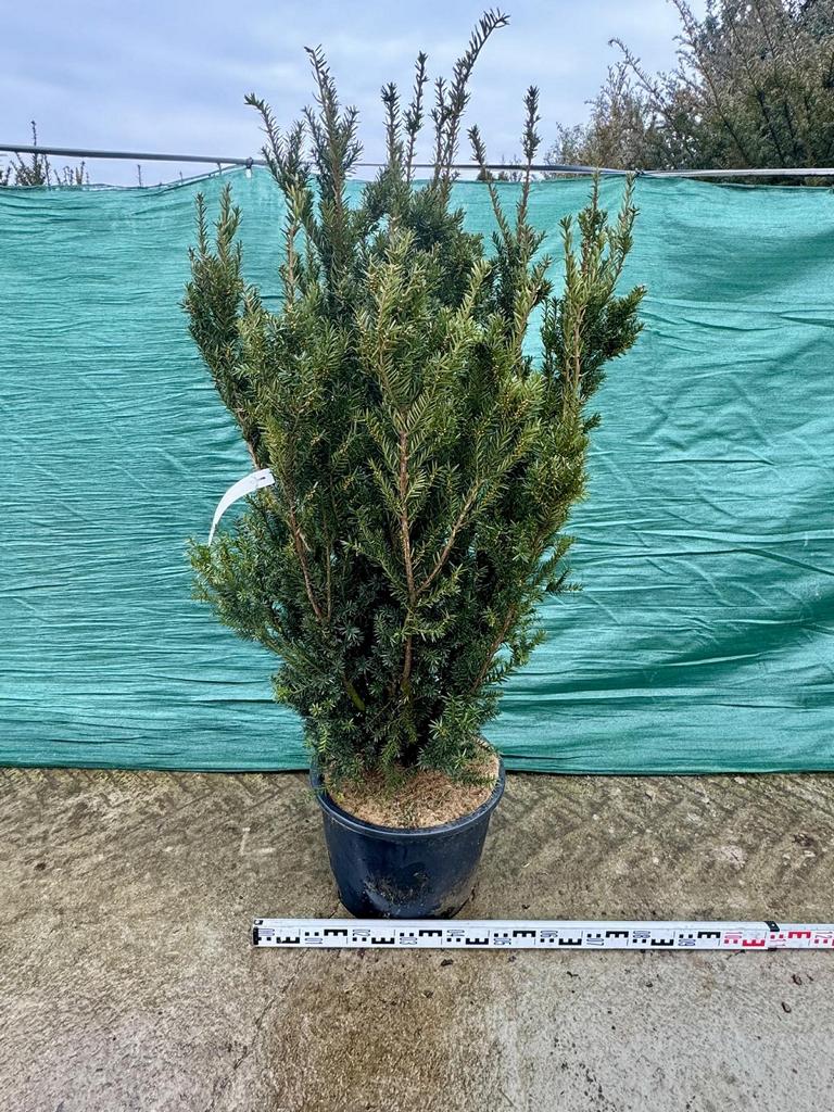 Taxus media (x) 'Hillii'
