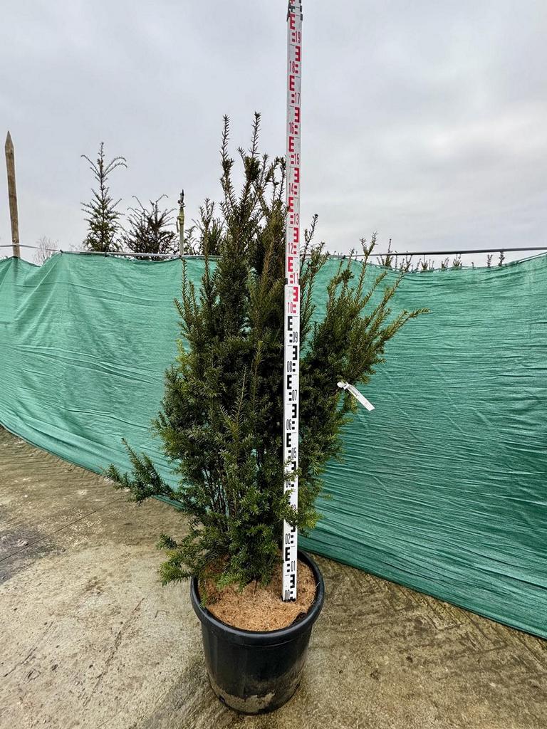 Taxus media (x) 'Hillii'