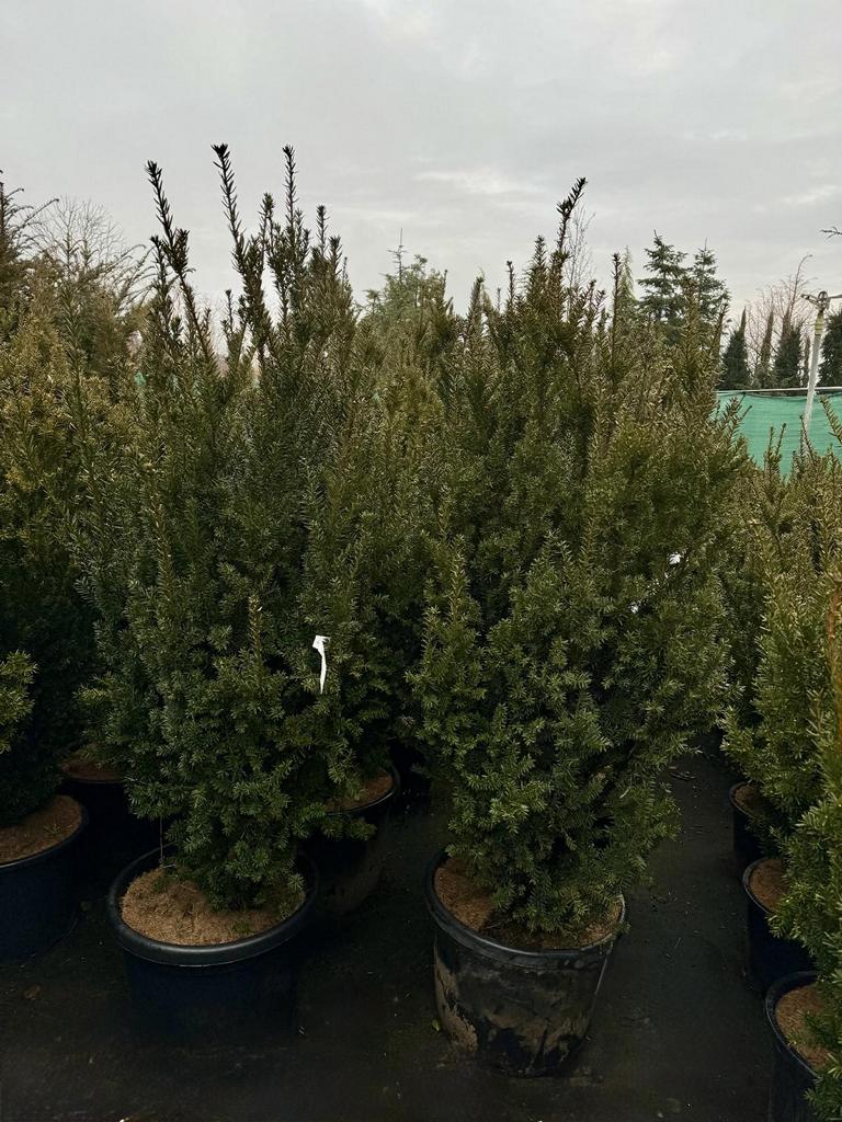 Taxus media (x) 'Hillii'
