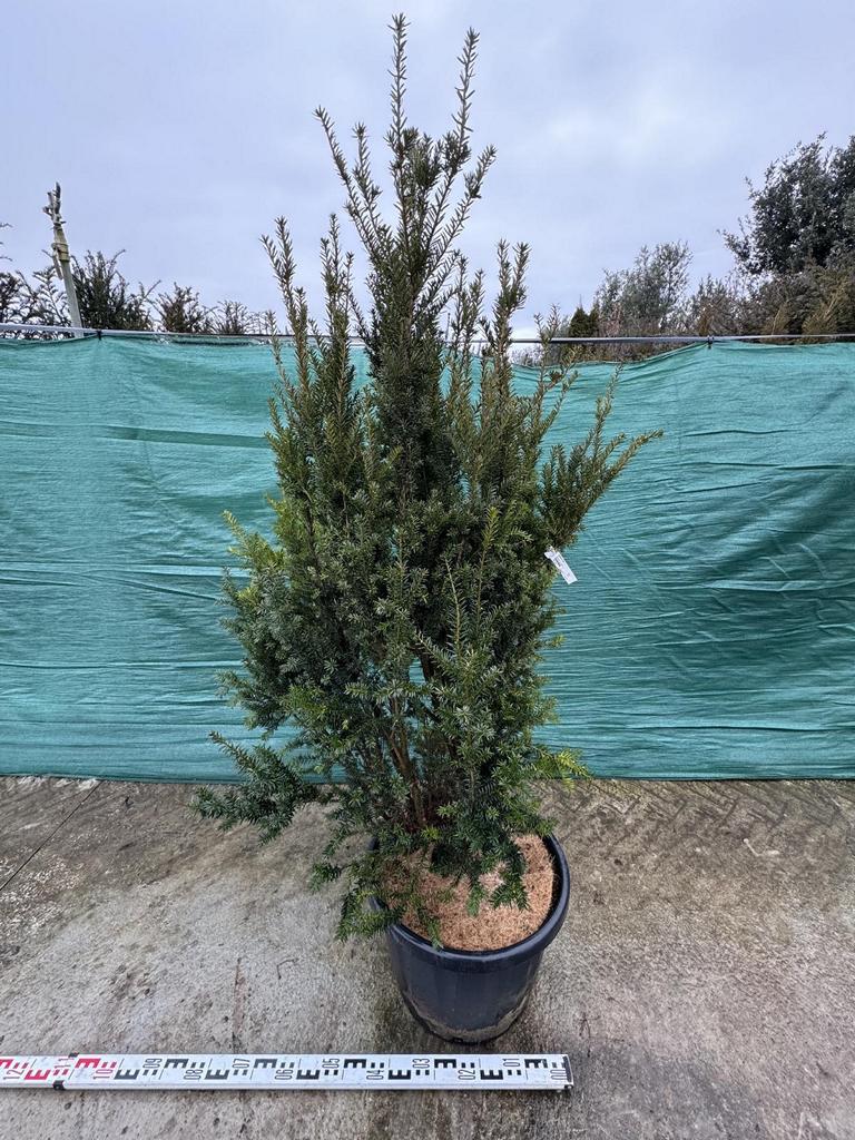 Taxus media (x) 'Hillii'