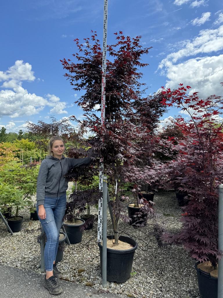 Acer palmatum 'Bloodgood'