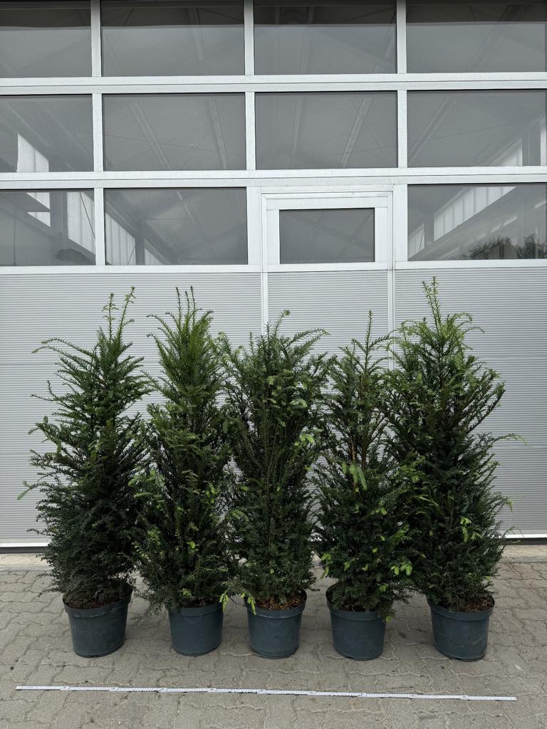 Taxus baccata