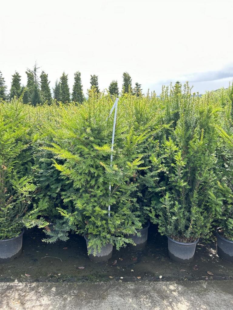 Taxus baccata