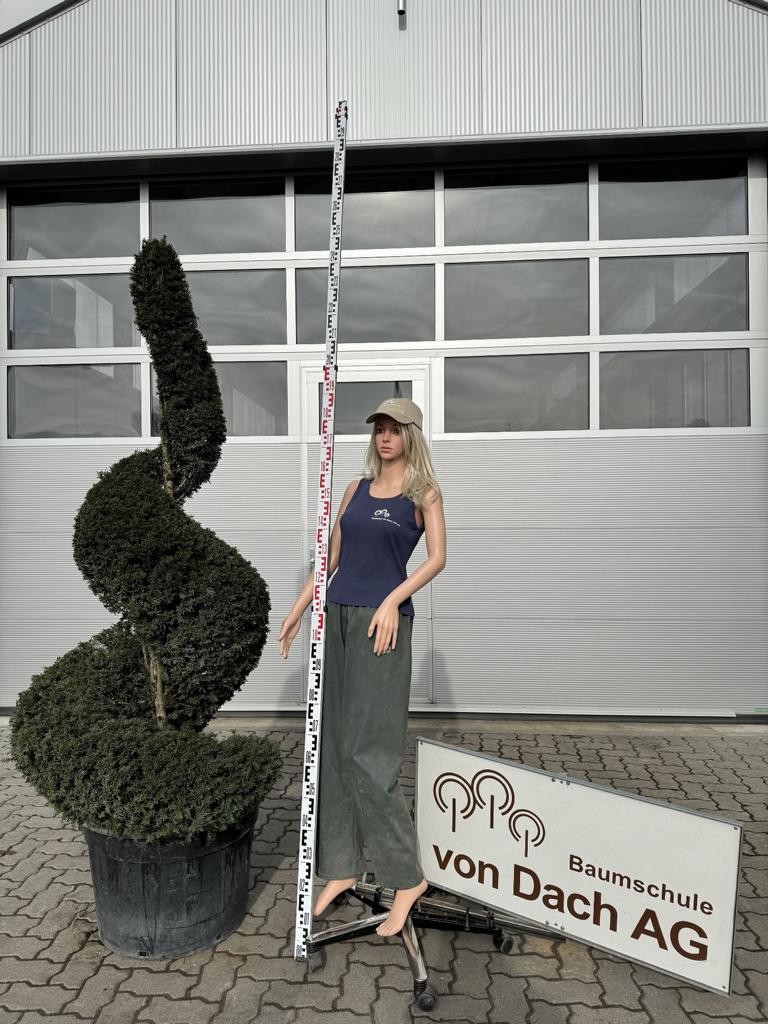 Taxus baccata spiralförmig