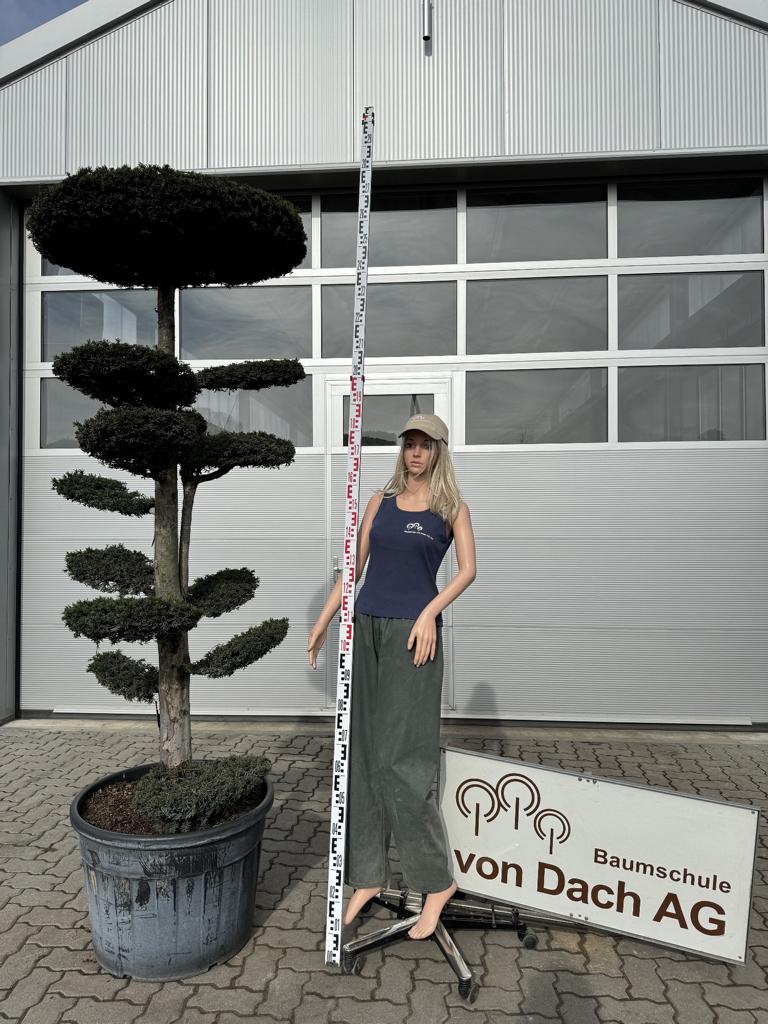 Taxus baccata 'Dovastoniana' Bonsai