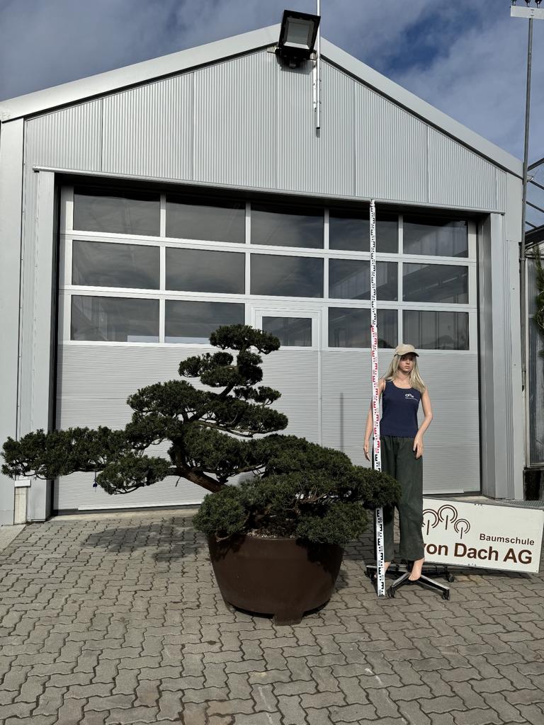 Taxus cuspidata Bonsai