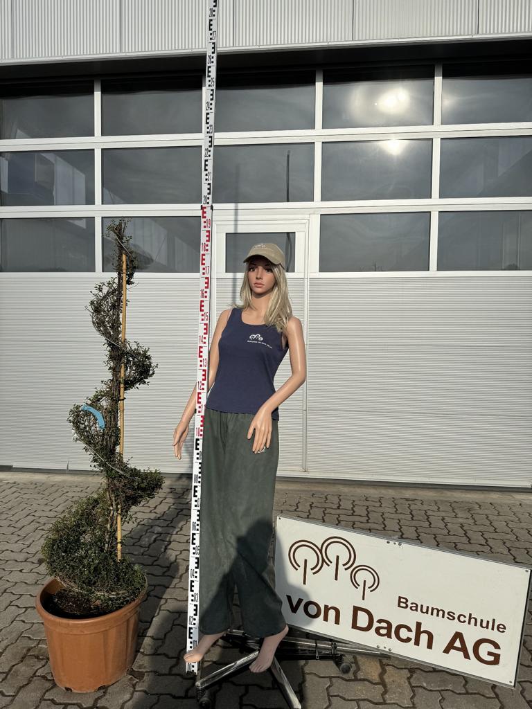 Ligustrum delavayanum Spirale