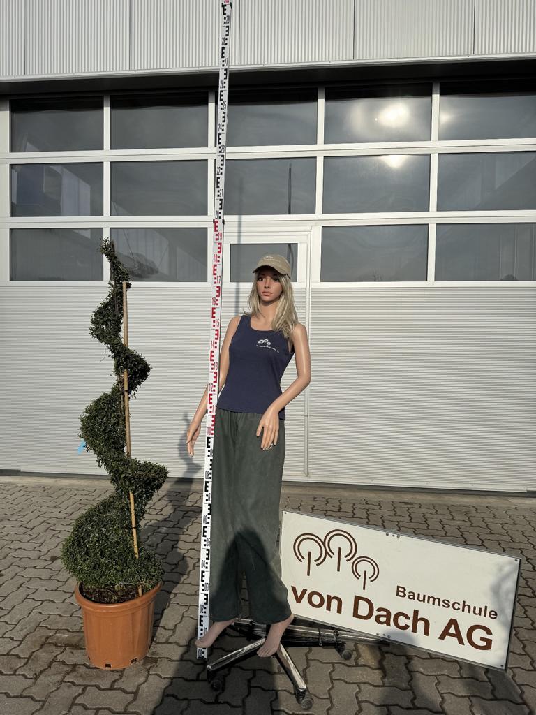 Ligustrum delavayanum Spirale