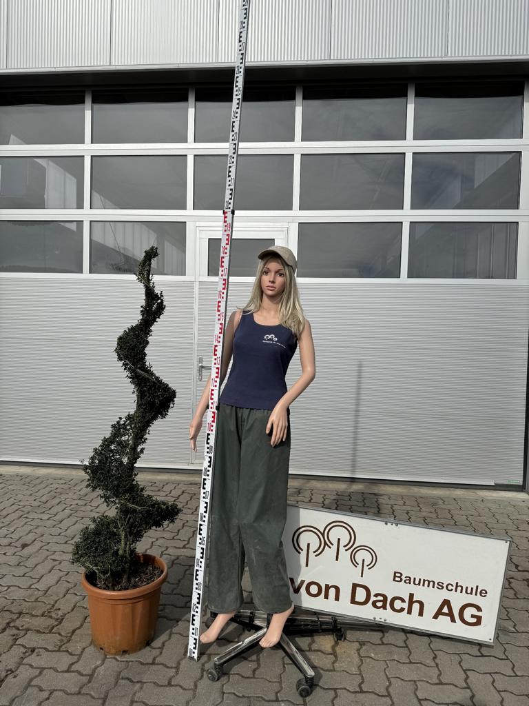 Ligustrum delavayanum Spirale